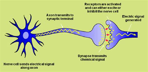 The mechanism of action of antiepileptic drugs. Taken from resources at... | Download Scientific ...