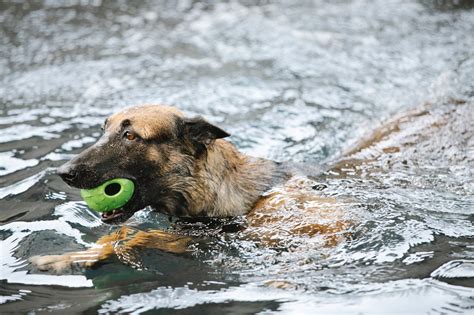 The Long-Term Benefits of Regular Canine Aquatic Therapy | Canine Aquatic Center