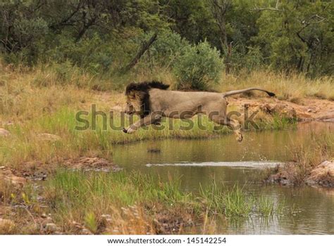 Male Lion Jumping Over Water Stock Photo (Edit Now) 145142254