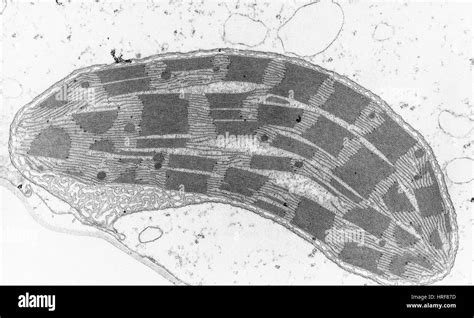 Corn Leaf Mesophyll with Chloroplast, TEM Stock Photo - Alamy