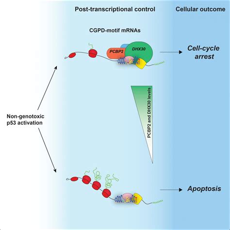 Graphical abstract [IMAGE] | EurekAlert! Science News Releases