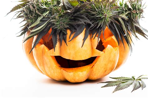 Top Four Cannabis Strains Suited for Halloween