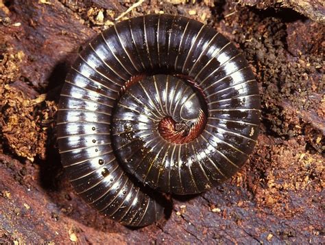 Spirobolid Millipedes - The Australian Museum