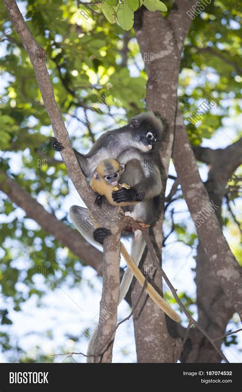 Dusky Leaf Monkey Image & Photo (Free Trial) | Bigstock