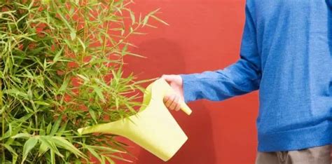 How To Take Care Of Bamboo Palm? - EmbraceGardening