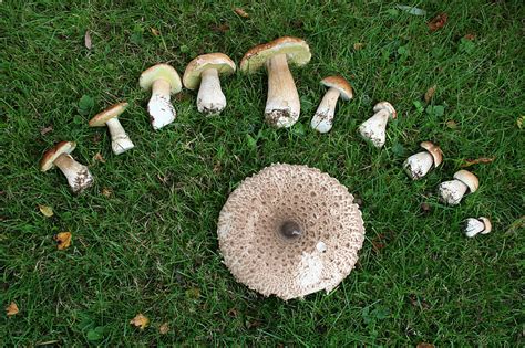 Free photo: mushrooms, green, eat, mushroom, nature, mushroom harvest, mushroom picking | Hippopx