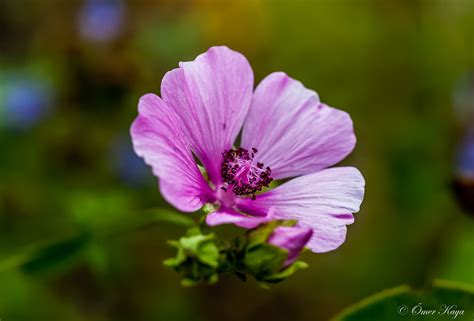 Althaea cannabina - Hemp-leaved Hollyhock - Gülhannaz çiçe… | Flickr