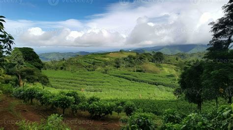 Coffee plantation. Landscape with coffee trees. 23598422 Stock Photo at Vecteezy