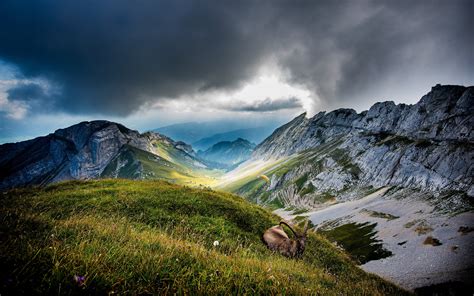 Brown ram animal, mountains, clouds, ibex, nature HD wallpaper | Wallpaper Flare