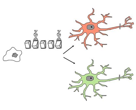 Stem Cell Research: Cornerstone of Regenerative Medicine - Industry Tap