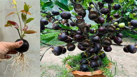 Great Technique for Grafting Mangosteen Fruit To Mangosteen Tree ...