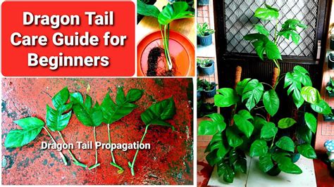 Dragon Tail Plant Propagation & Care Guide | Epipremnum pinnatum or ...