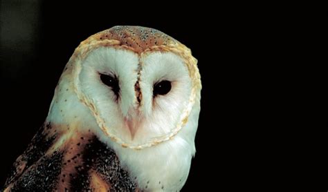 Barn owl ears don't age, scientists discover - Australian Geographic