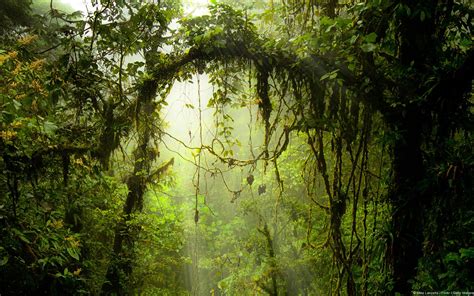 Monteverde Cloud Forest Preserve (Costa Rica) | Nature, Beautiful ...