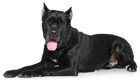 Cane Corso breed guide: History, temperament, and training needs