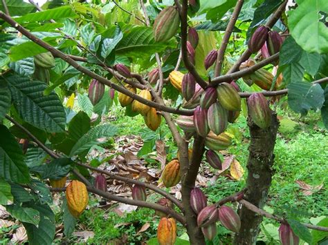 Pengaruh Pemangkasan Pada Tanaman Kakao - AGRONOMI UNHAS