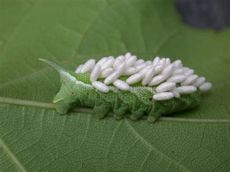 Tomato hornworms in home gardens | UMN Extension