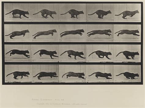 Eadweard Muybridge, "Animal Locomotion, Volume X, Domestic Animals. Plate 719" (1887) | PAFA ...