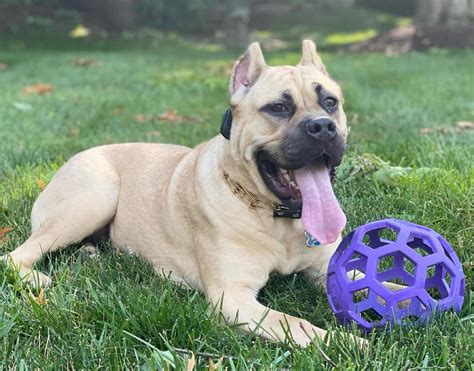 Cane Corso Colors: The Standard & Rarest Coat Colors - K9 Web