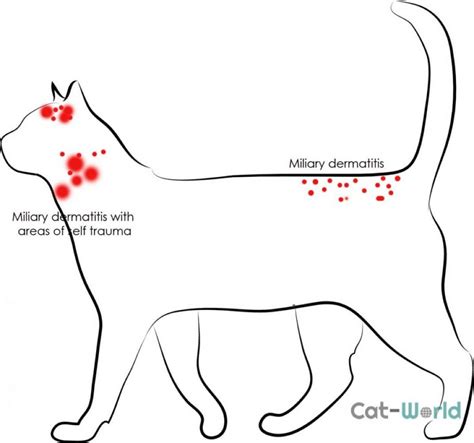 What Is Flea Allergy Dermatitis In Dogs
