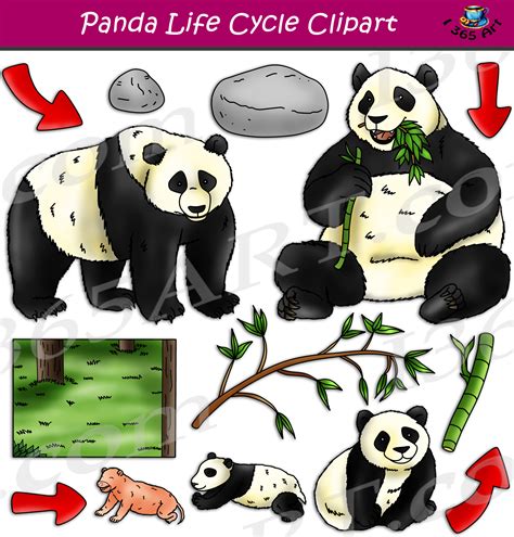 Panda Life Cycle Clipart Set Download - Clipart 4 School