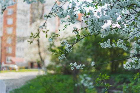 White cherry blossom tree 1223881 Stock Photo at Vecteezy