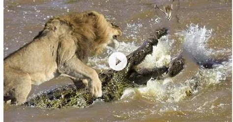 Lion vs Great Crocodile Real Fight ~ You Soft