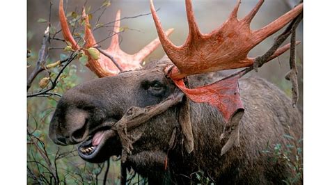 Why do Moose antlers fall off? Rare viral video sparks widespread interest