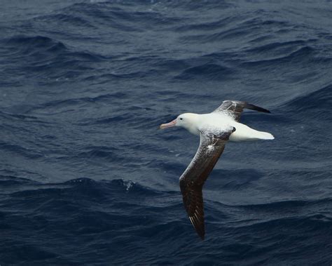 Wandering Albatrosses live in all oceans except in the North Atlantic ...