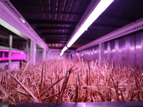 The Future of Flavor: Exploring Saffron Hydroponic Farming Techniques - 365Dfarms
