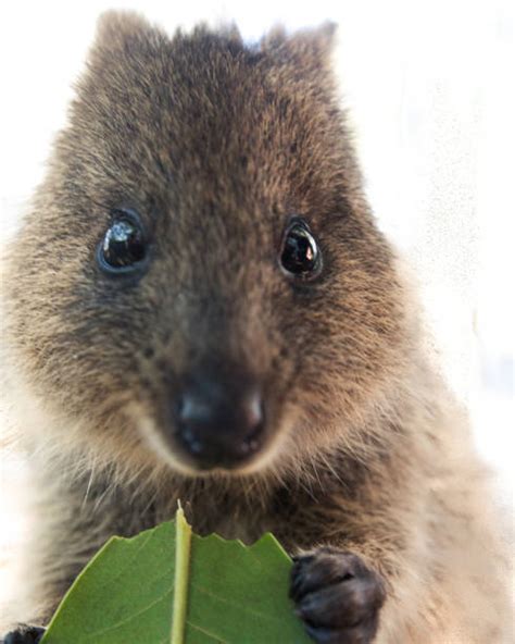 Quokka Stock Photos, Pictures & Royalty-Free Images - iStock