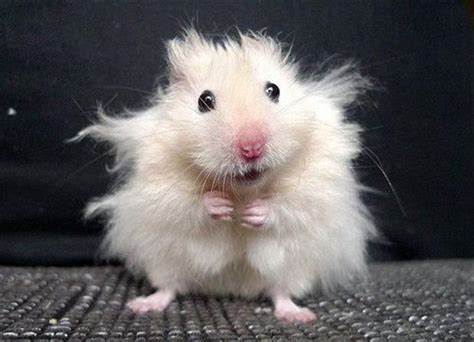 cute hamster, funny pictures - Dump A Day