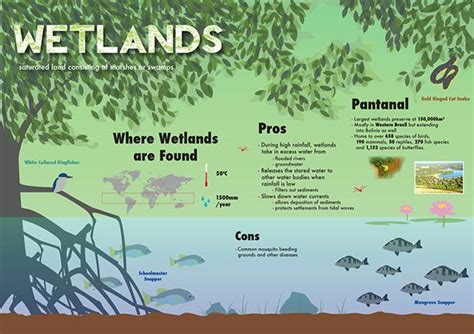 Wetlands Infographic on Behance | Wetland, Wetland biome, Teaching ecology