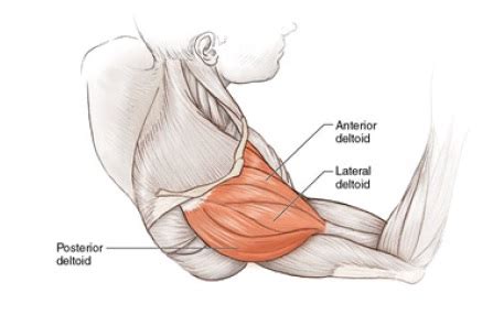 Anterior Deltoid: Functional Anatomy Guide • Bodybuilding Wizard