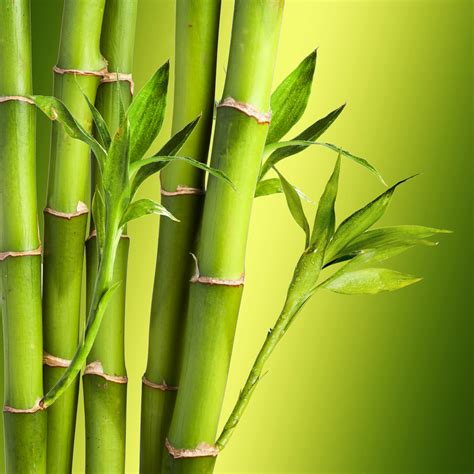 Single Bamboo Plant | www.pixshark.com - Images Galleries With A Bite!