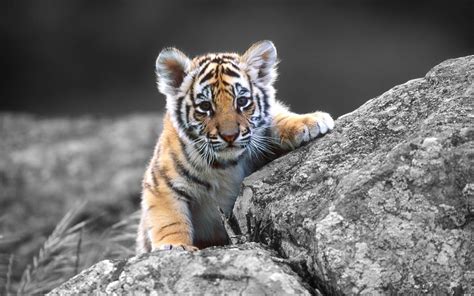 Tiger Cub Wallpapers - Wallpaper Cave