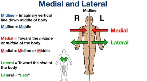 Anatomical Position and Directional Terms: Definitions, Example Labeled Diagrams, Body Planes ...