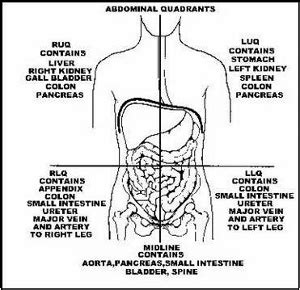 Abdominal Quadrants Diagram