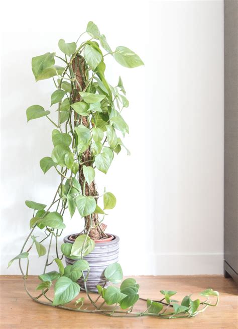 Types Of Vine Plants Indoor - Garden Plant