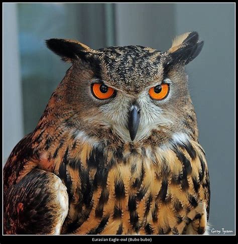 Glowing Eyes | Horned owl, Owl, Eurasian eagle owl