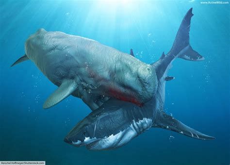 Megalodon Facts For Kids & Adults: The World's Biggest Ever Shark | Megalodon, Big animals, Whale