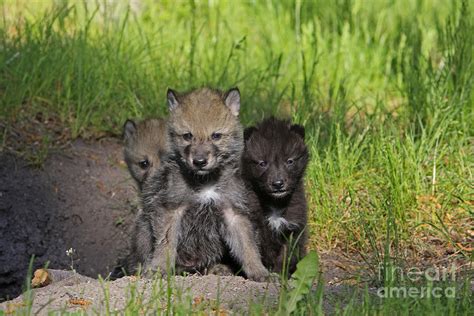 Timber Wolf Pups, Canis Lupus Photograph by M. Watson