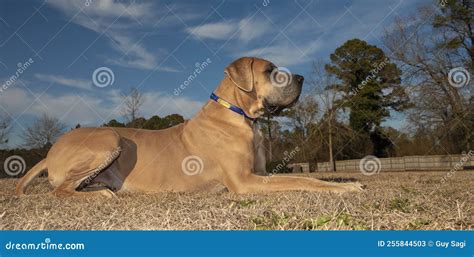 Purebred Great Dane with a Brown Coat Stock Image - Image of collar ...