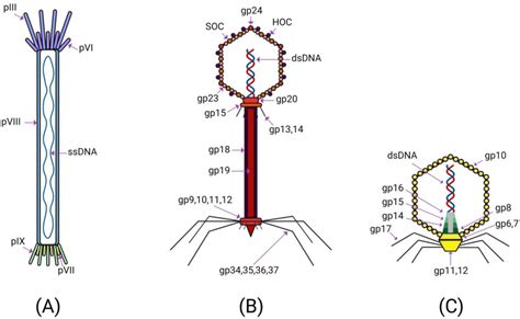 IJMS | Free Full-Text | Bacteriophage-Mediated Cancer Gene Therapy