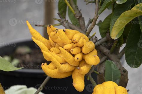 buddha hand fruit from the plant 17412506 Stock Photo at Vecteezy