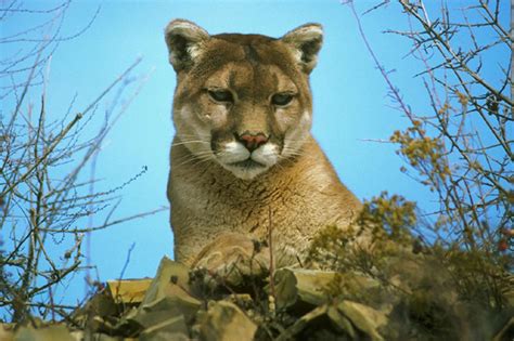 The Wampus Cat: Weird Appalachia Cases