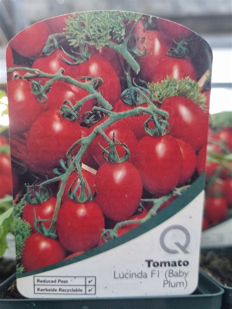 Tomato-Lucinda-F1-Baby-Plum-9-cm - Holland House Garden Centre Preston