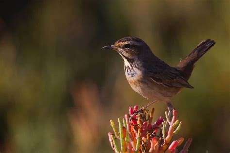 12 Bird Species That Fly at Night + Why - Bird Nature