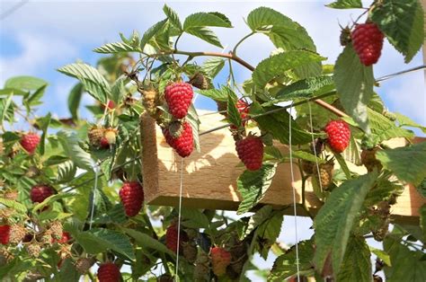 Growing Raspberries in Your Backyard – The garden!