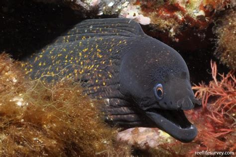 Muraena helena - Mediterranean moray | Reef Life Survey